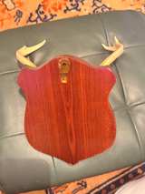 Vintage Deer Antlers Mounted on Wood Plaque - Image 3