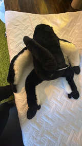 Jellycat Bashful Lemur - Image 5