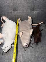 IKEA Gosig Råtta Plush Rats Mouse lot of 3 - Image 3