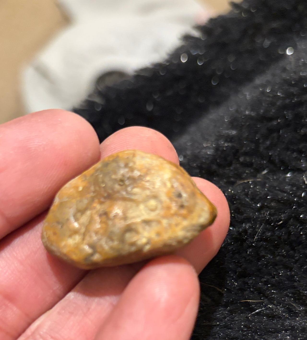 Petoskey Stone (Fossilized Rugose Coral)