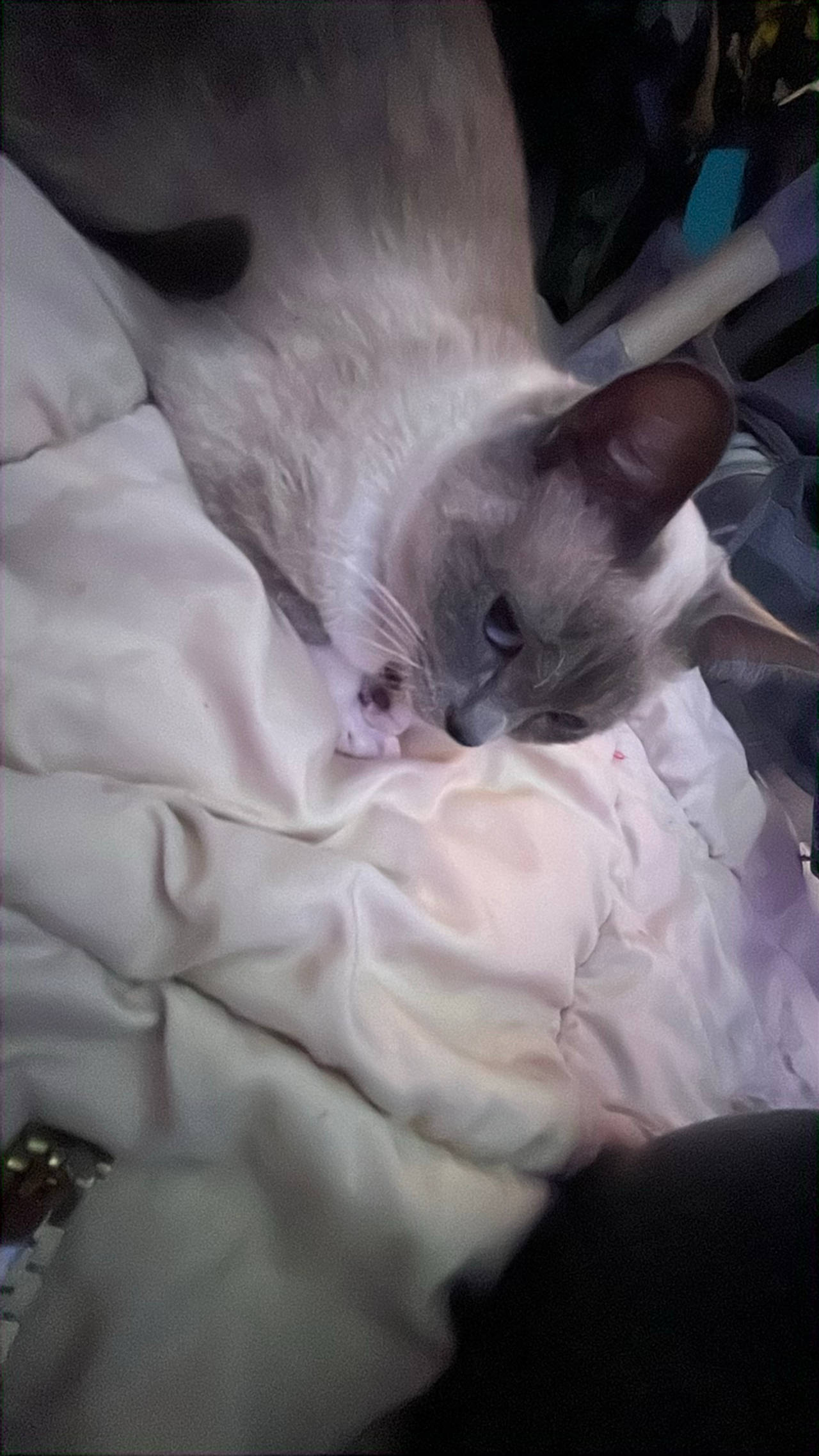 pretty kitty