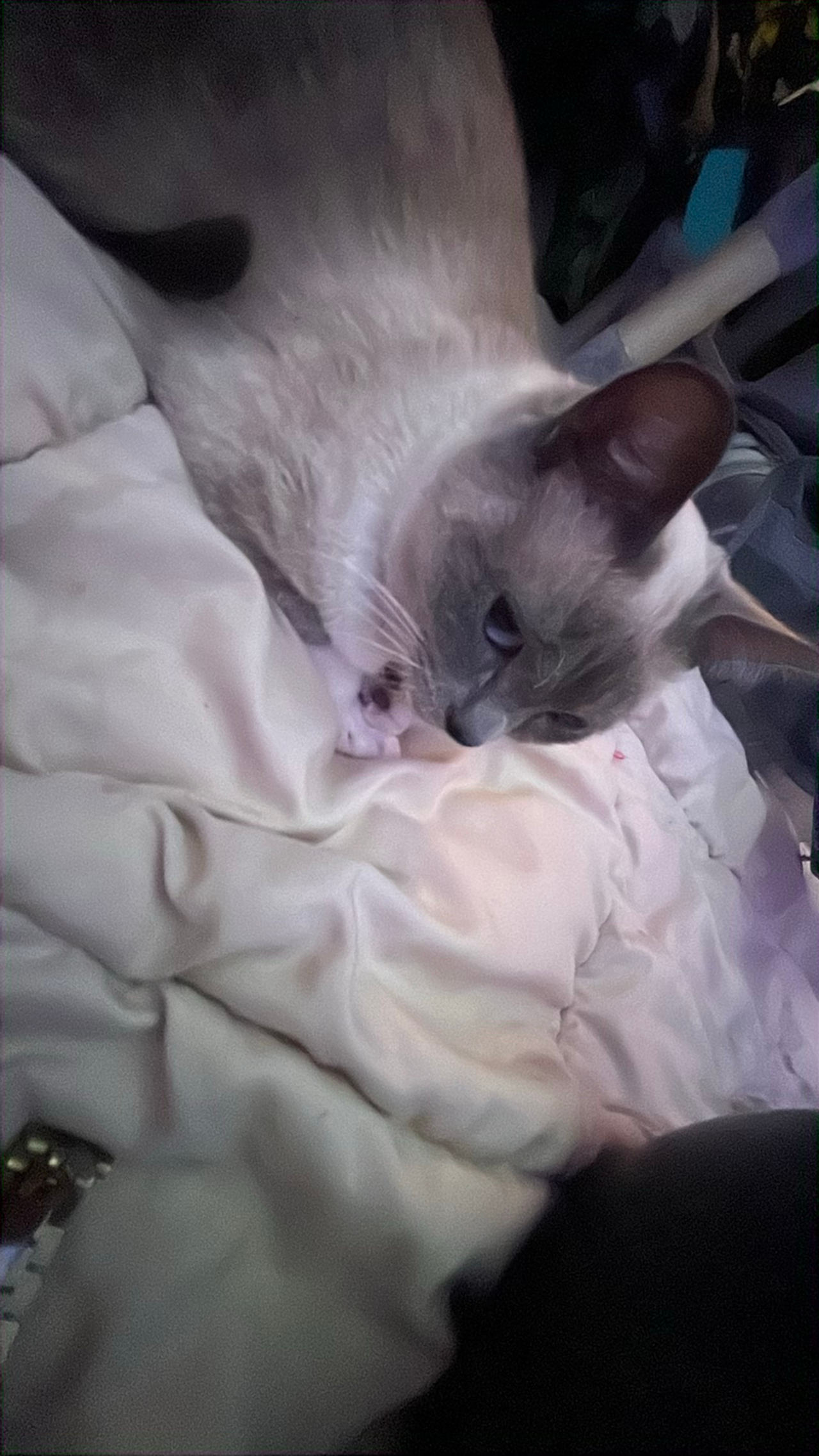 pretty kitty