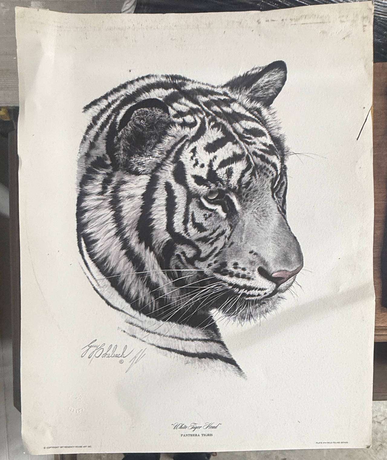 Guy Coheleach White Tiger Head Print