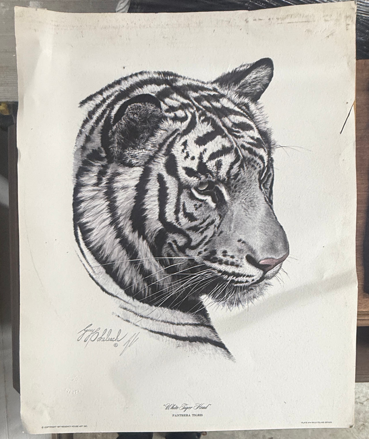 Guy Coheleach White Tiger Head Print