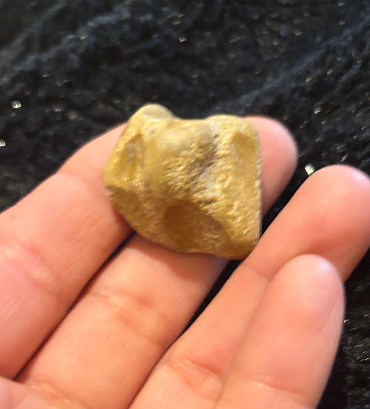 Fossilized Bone Fragment