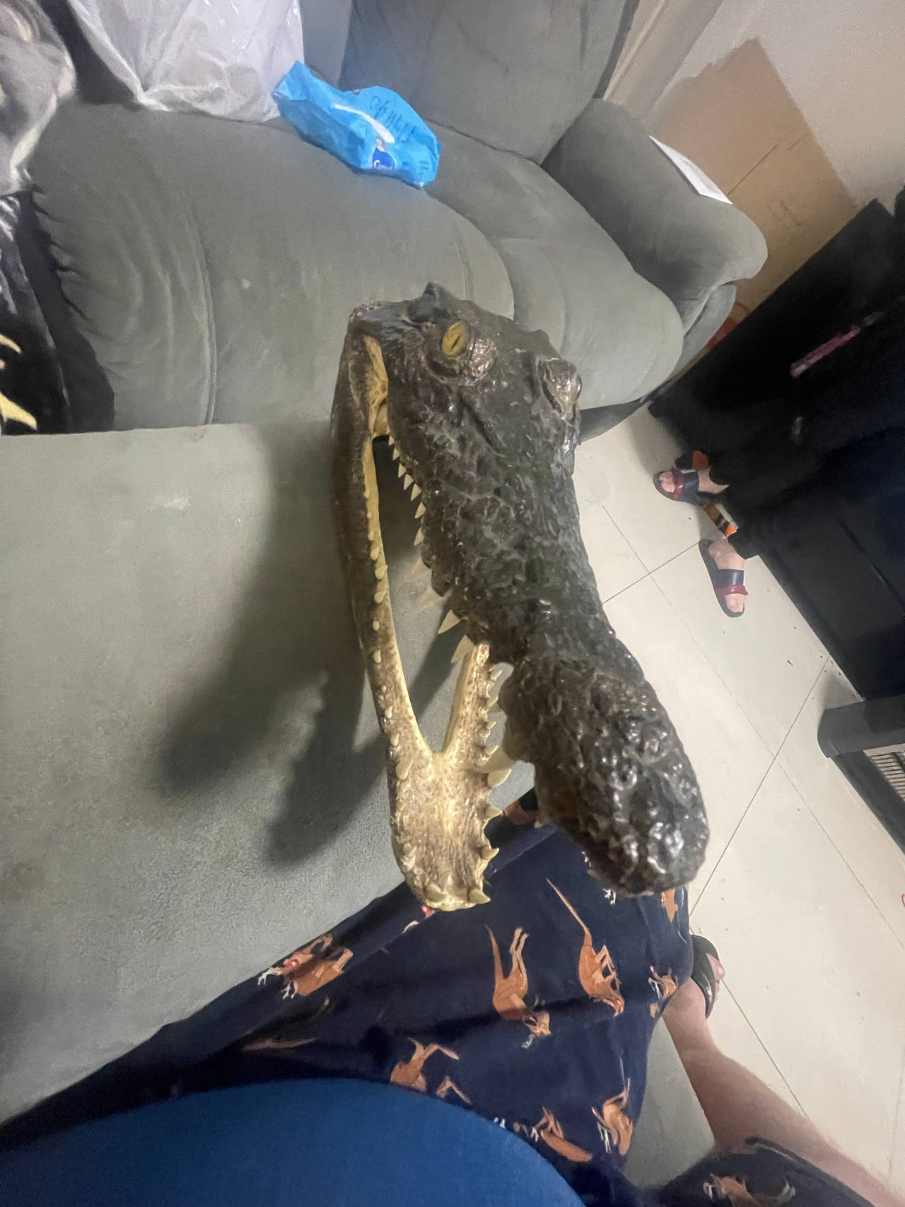 Taxidermy Crocodile Head