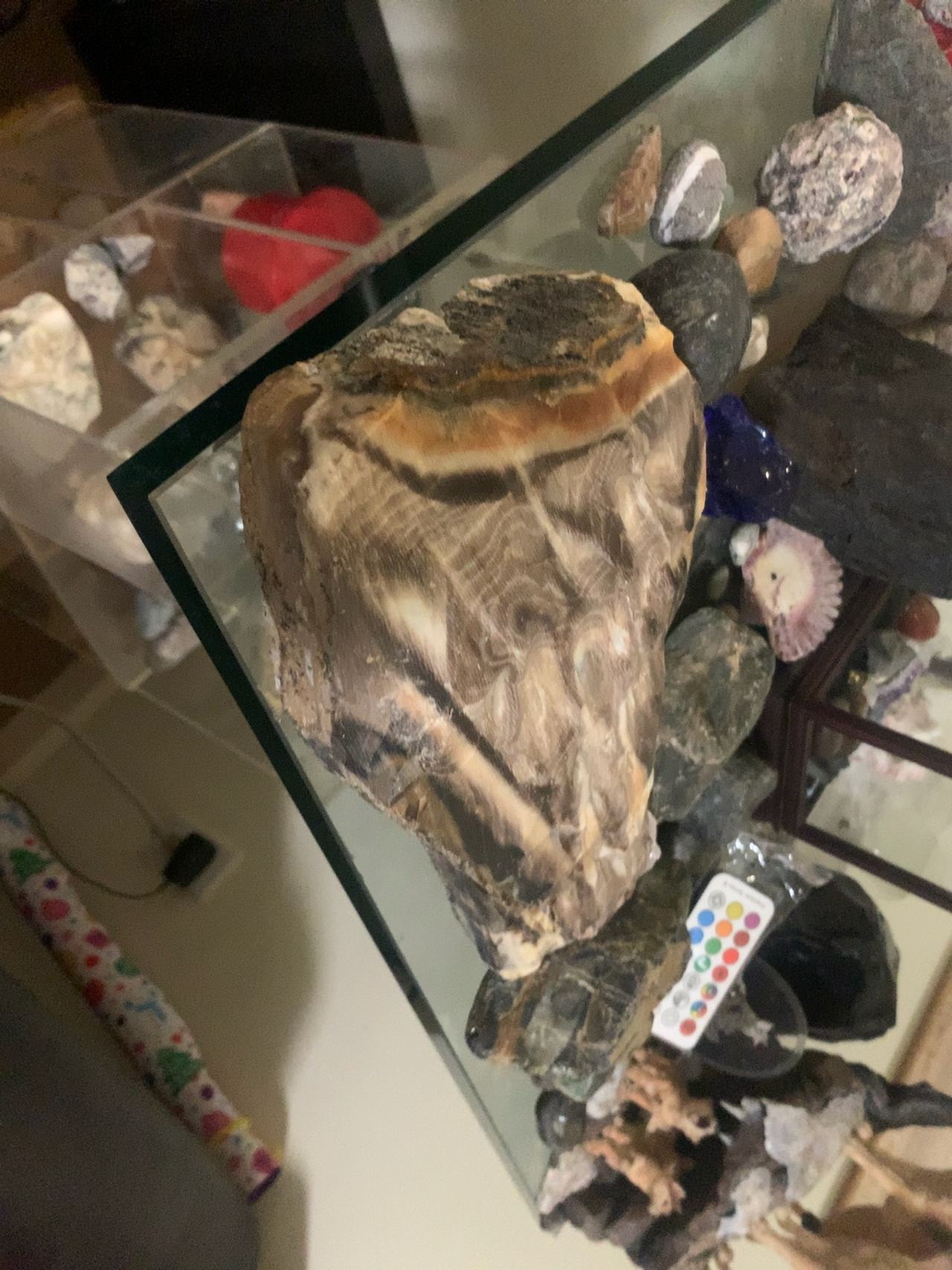 Petrified Wood Natural Irregular Slab