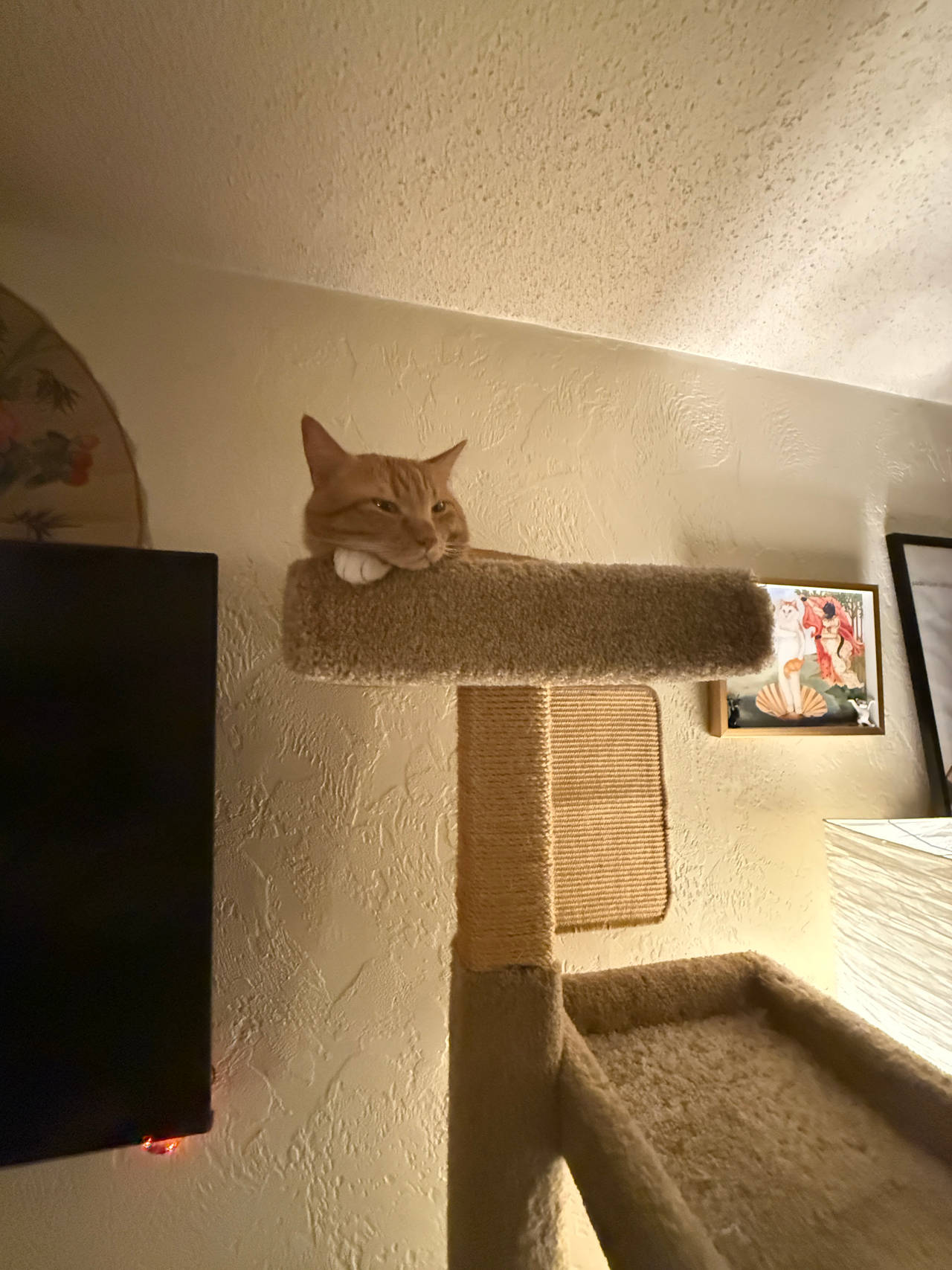 Cat Tree