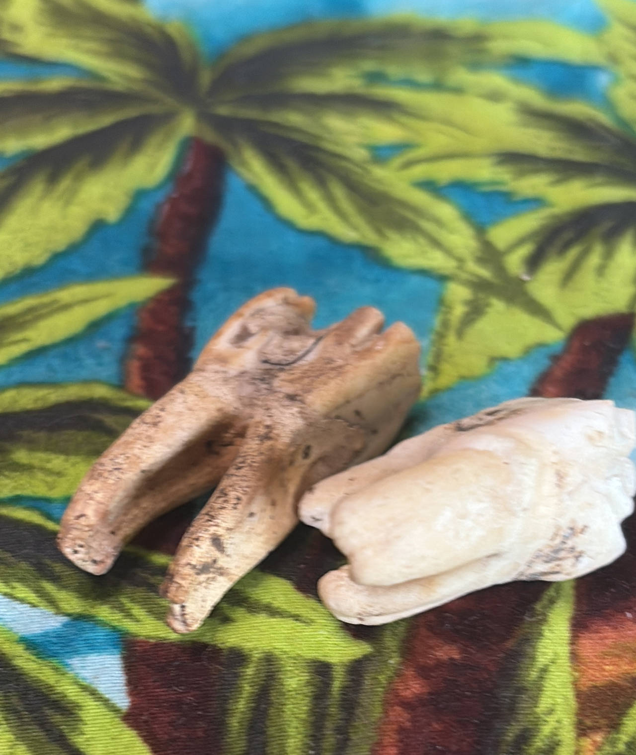 Animal Molar Teeth Oddities
