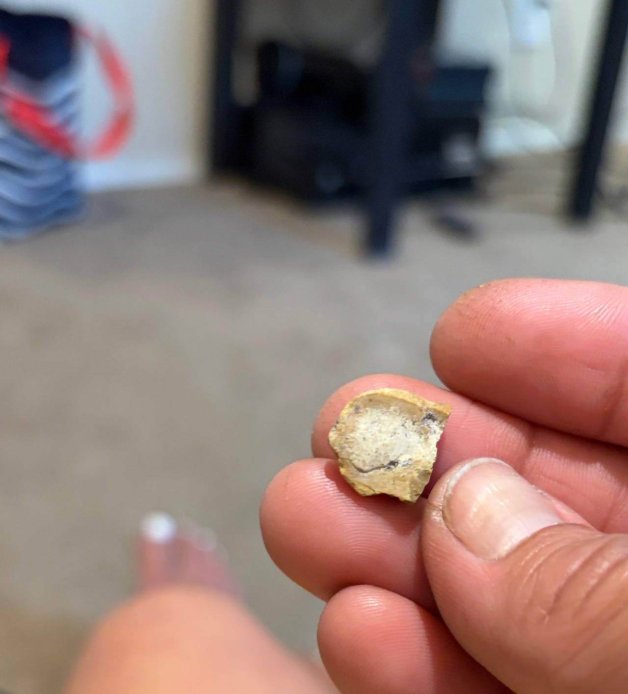 Fossilized Bone Fragment