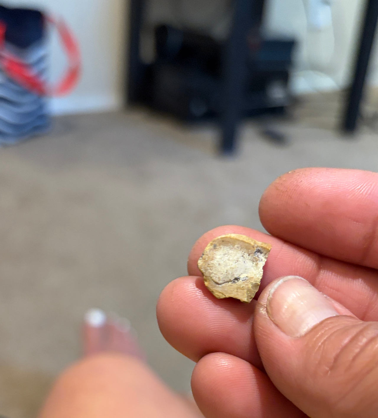 Fossilized Bone Fragment