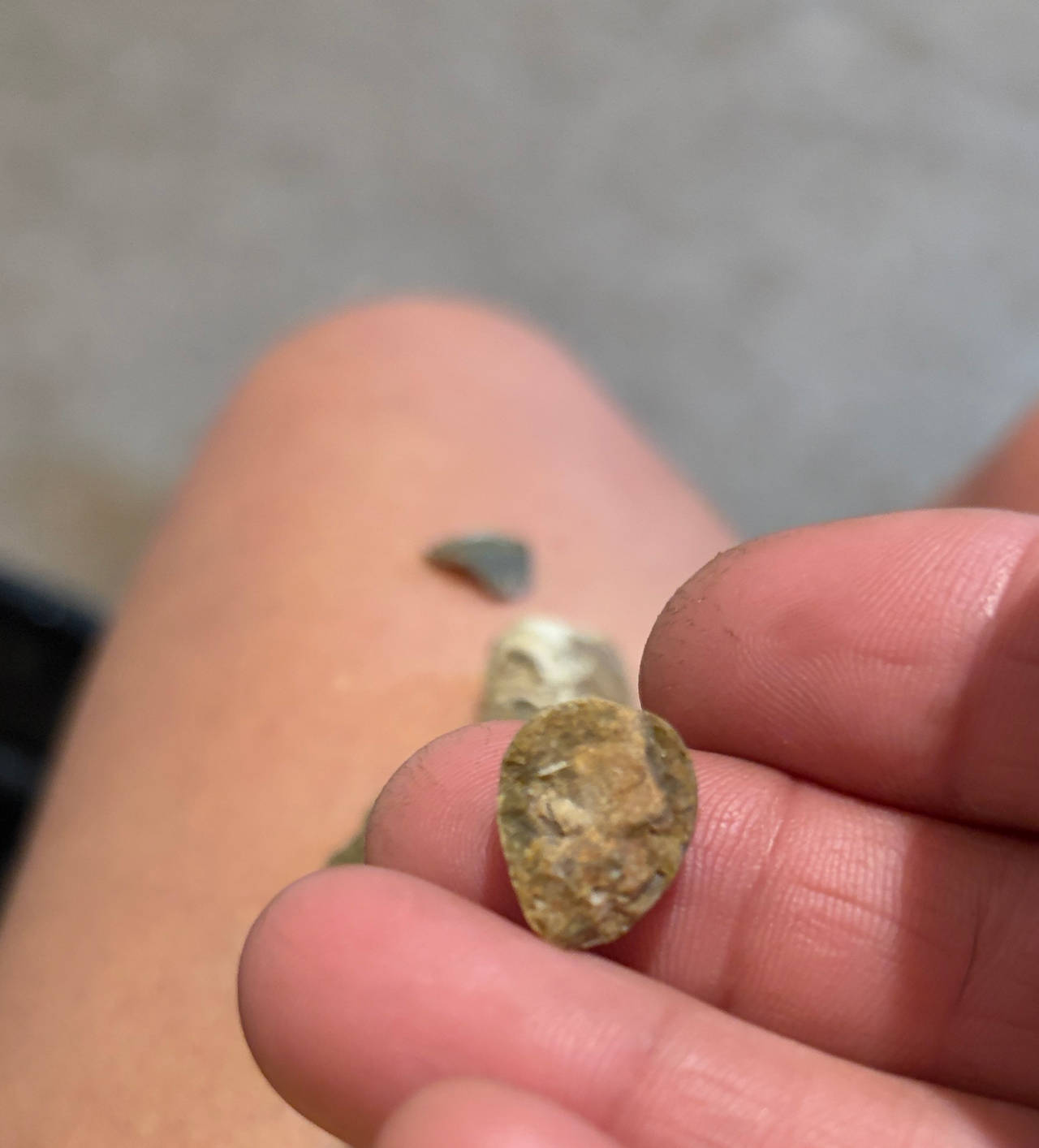 Fossilized Shark Tooth