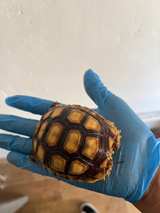 “Toy” Tortoise - Image 3
