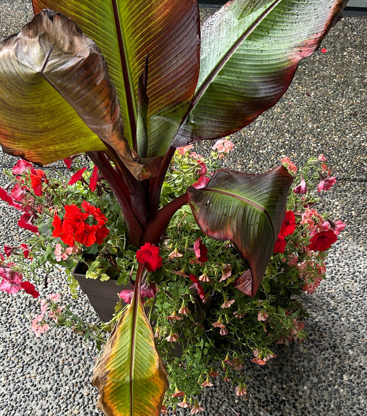 Red Abyssinian Banana Mixed Planter