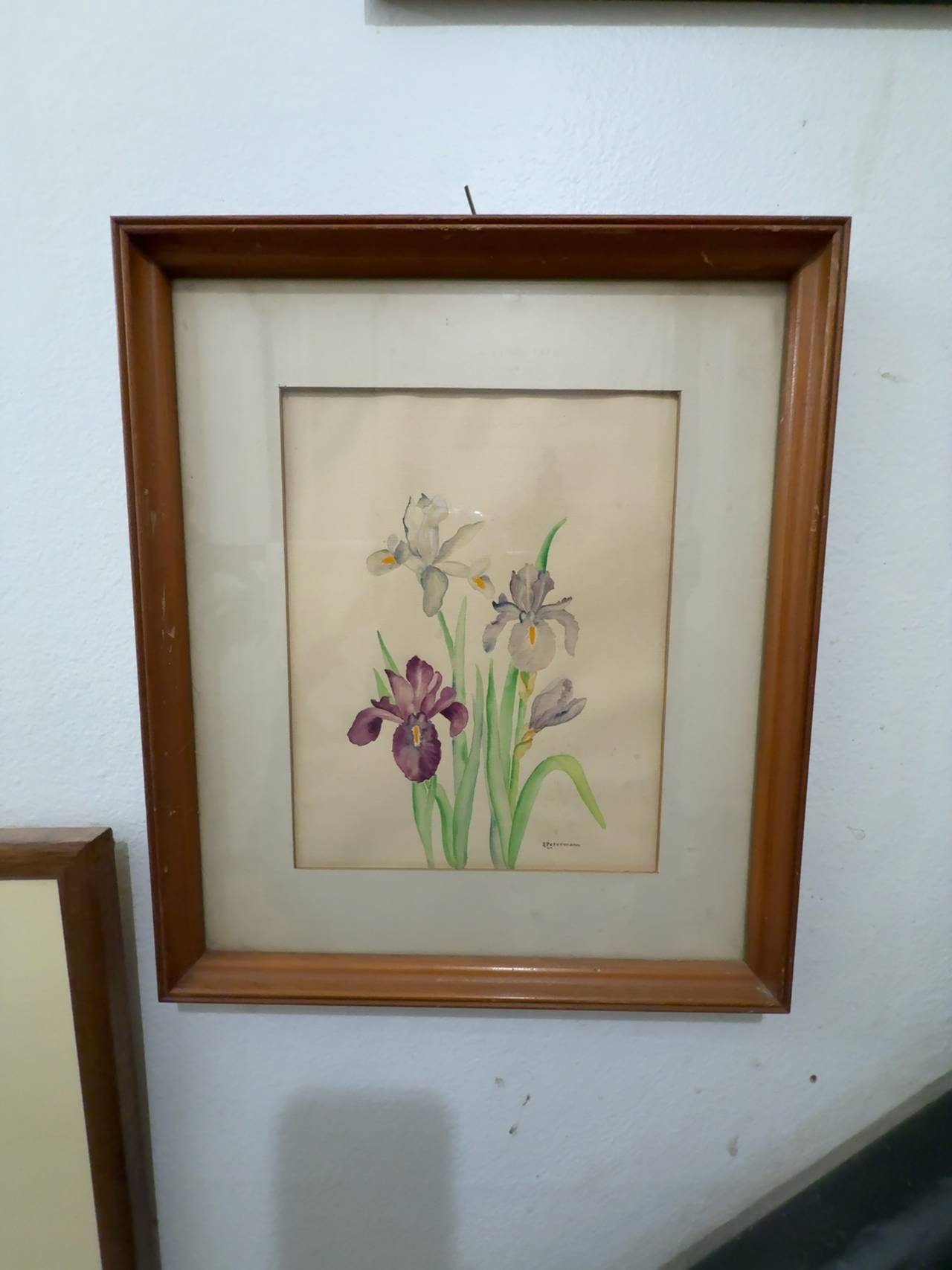 R. Petermann Iris Watercolor