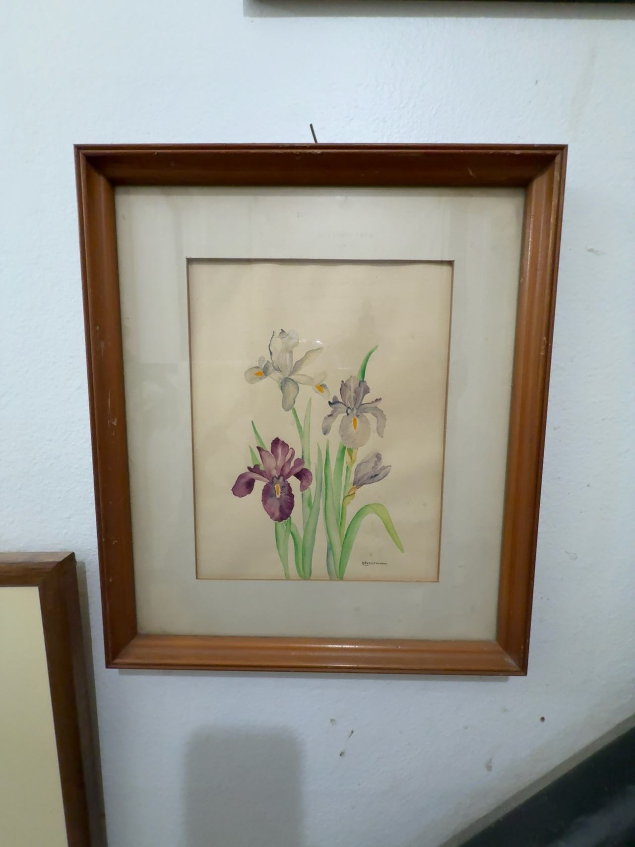 R. Petermann Iris Watercolor