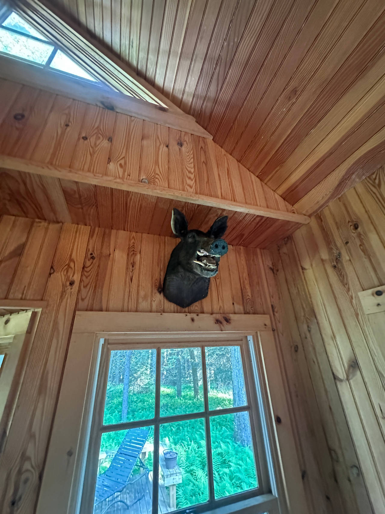 Wild Boar Taxidermy Mount