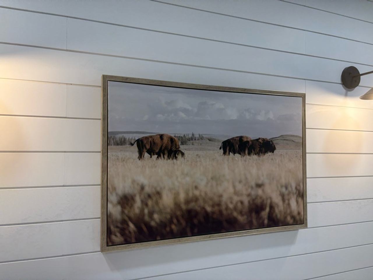 Stupell Industries Bison Framed Canvas Print