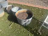 Vintage Metal Tin Can Rusty Steampunk Trash Pail- $20 Each - Image 6