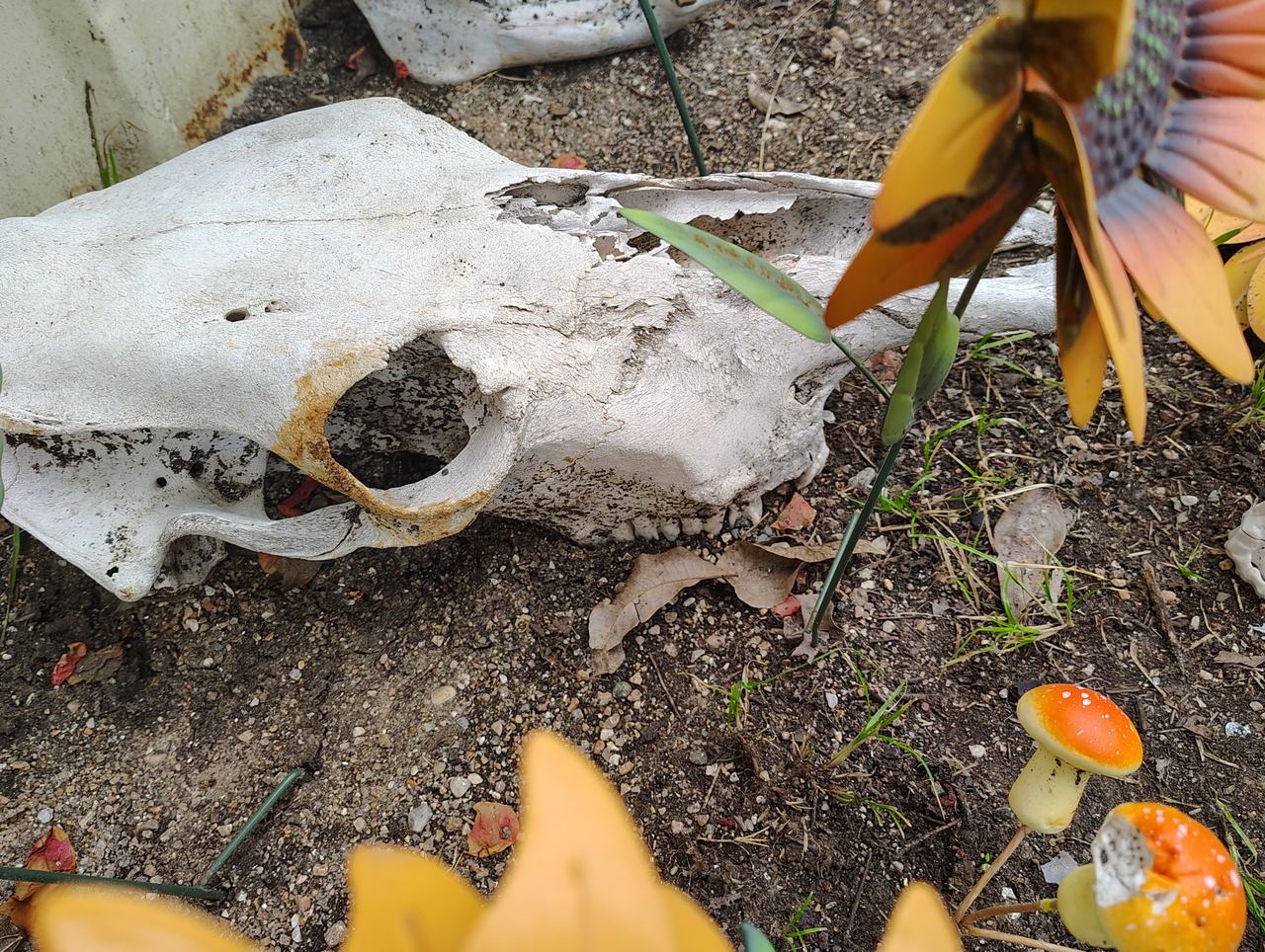 Weathered Cow Skull