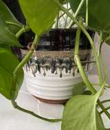 Golden Pothos Houseplant in Drip Glaze Ceramic Pot - Image 3