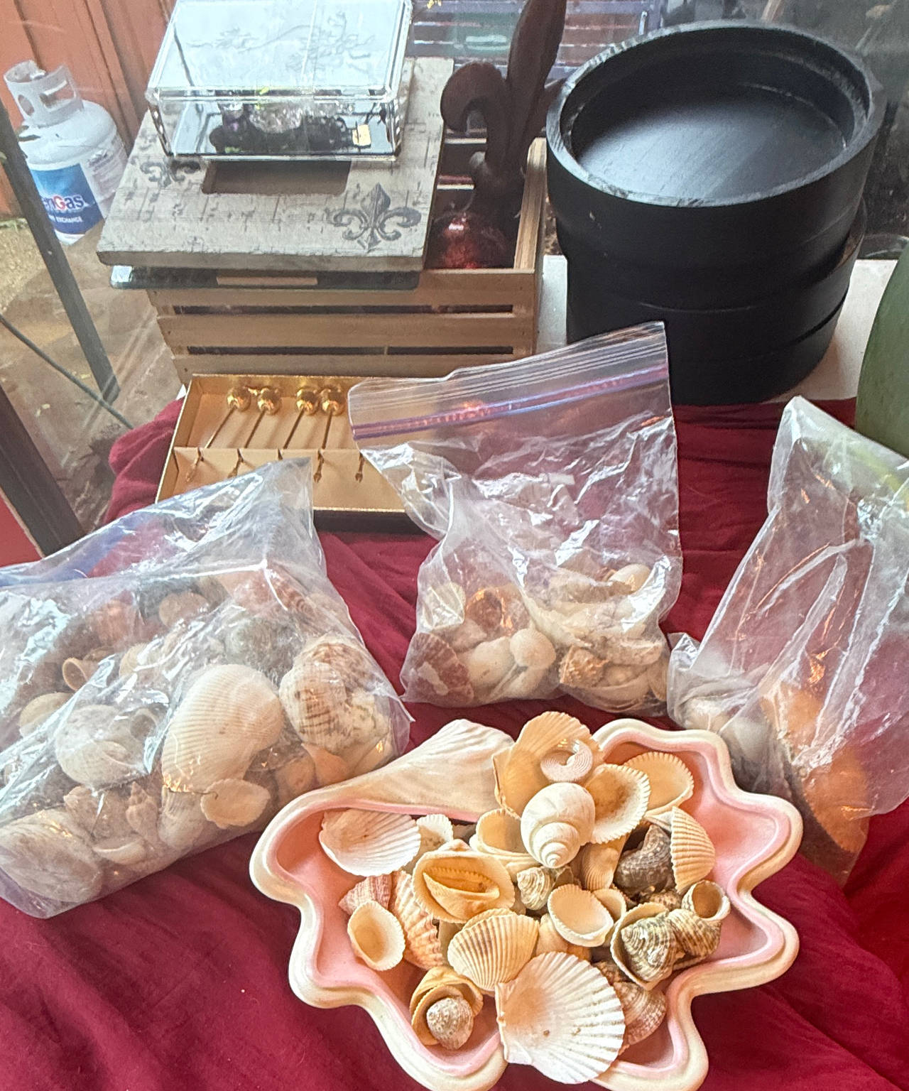 Bulk Mixed Sea Shells Lot with Holder