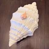1991 Conch Seashell Soup Tureen 3 piece set - Image 2