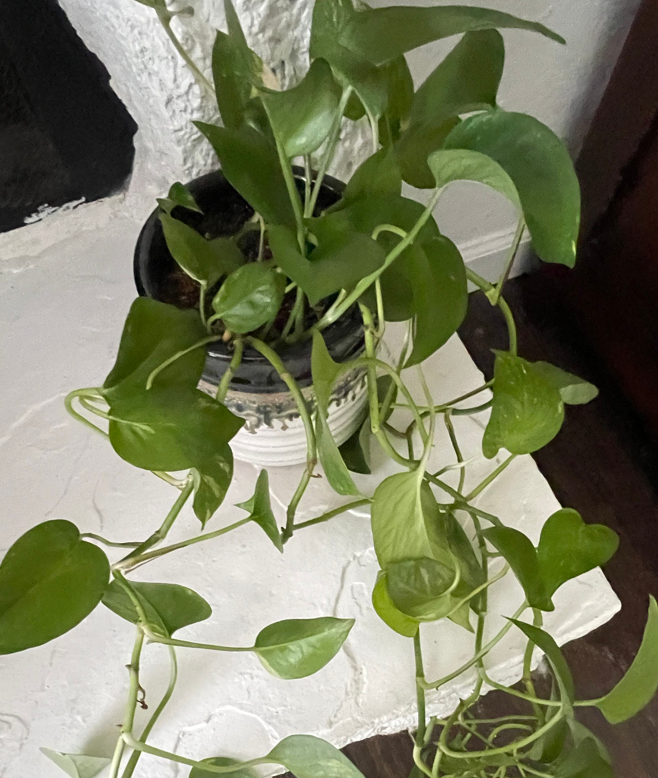 Golden Pothos Houseplant in Drip Glaze Ceramic Pot