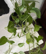Golden Pothos Houseplant in Drip Glaze Ceramic Pot - Image 1