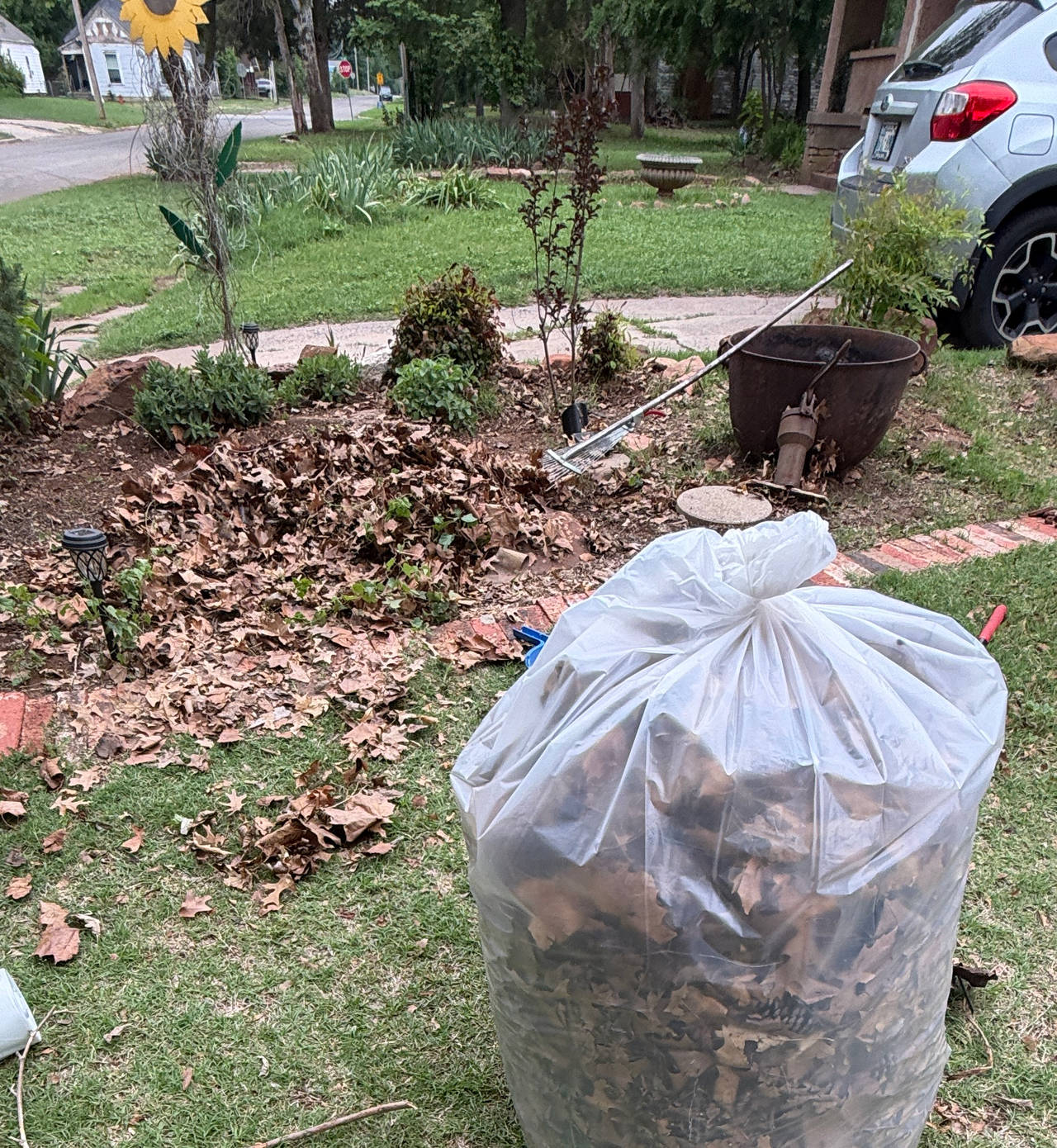 Leaves for mulch. FREE