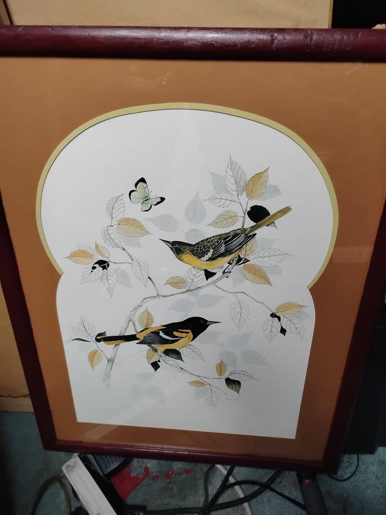 Framed Baltimore Oriole Bird Print