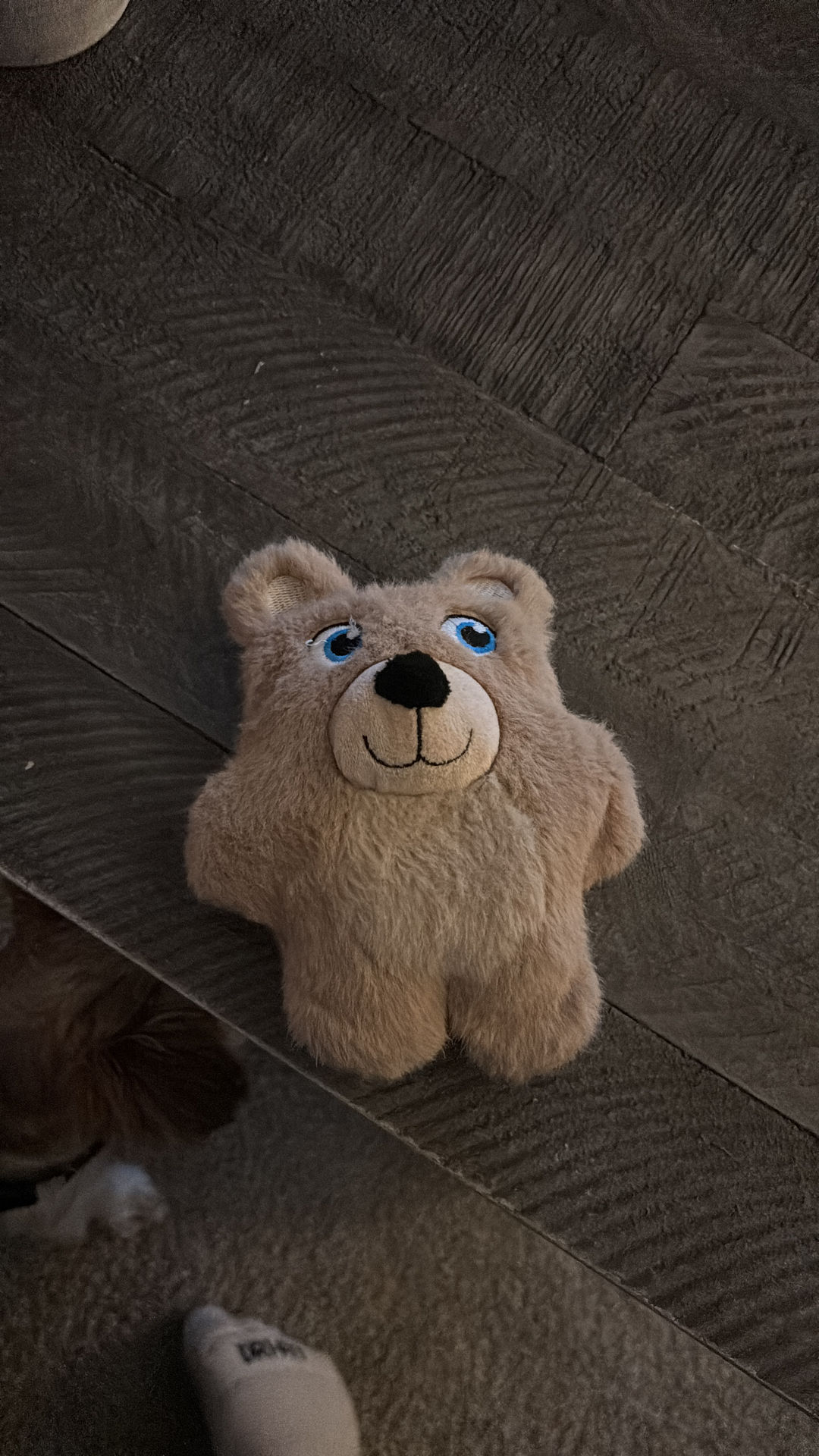 Plush Bear Dog Toy