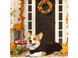 Dog Thanksgiving Sweater, Knitted Thanksgiving Fall Holiday Dog Sweaters - Image 2