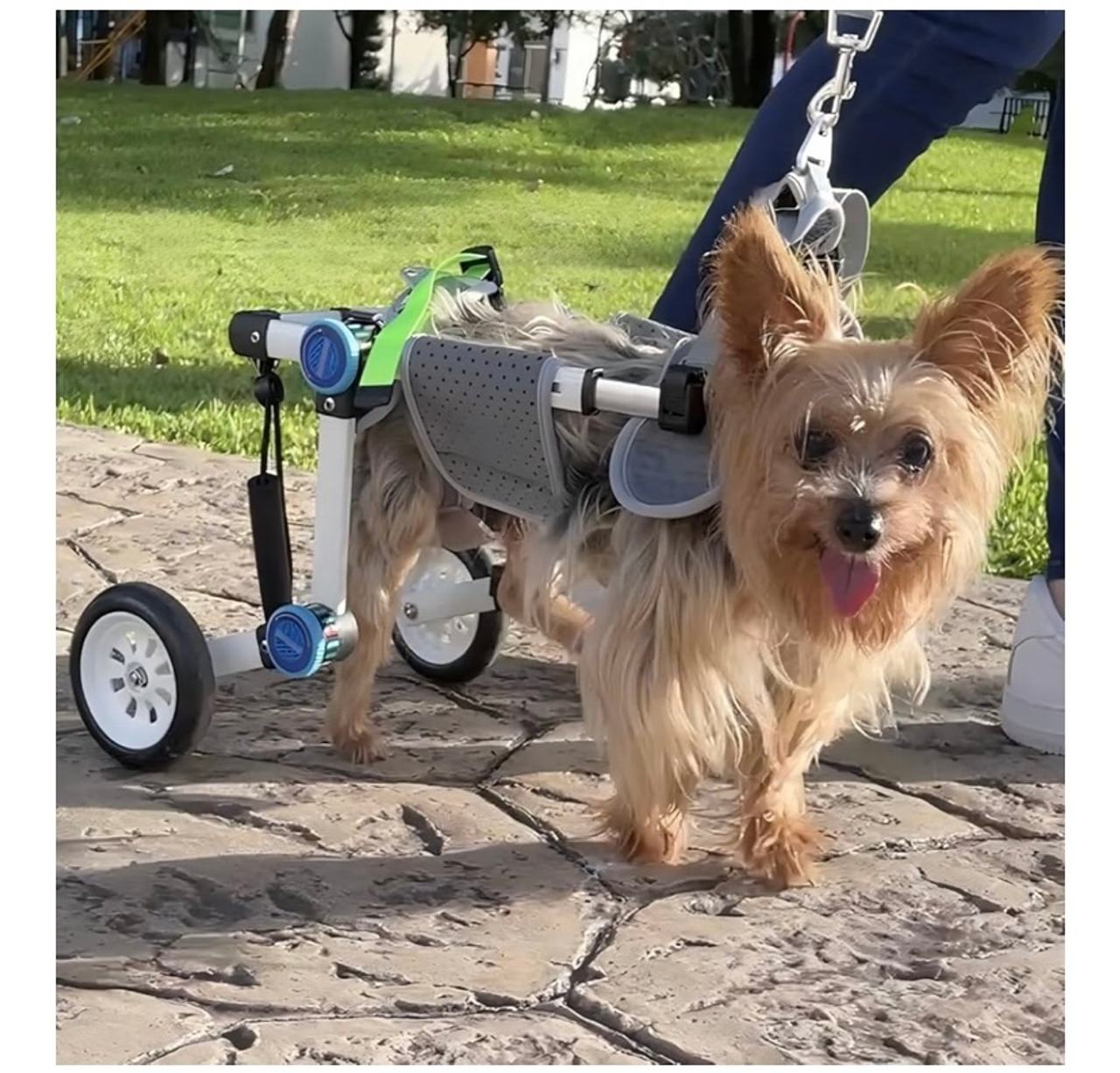 Dog Wheelchair for Small Dogs