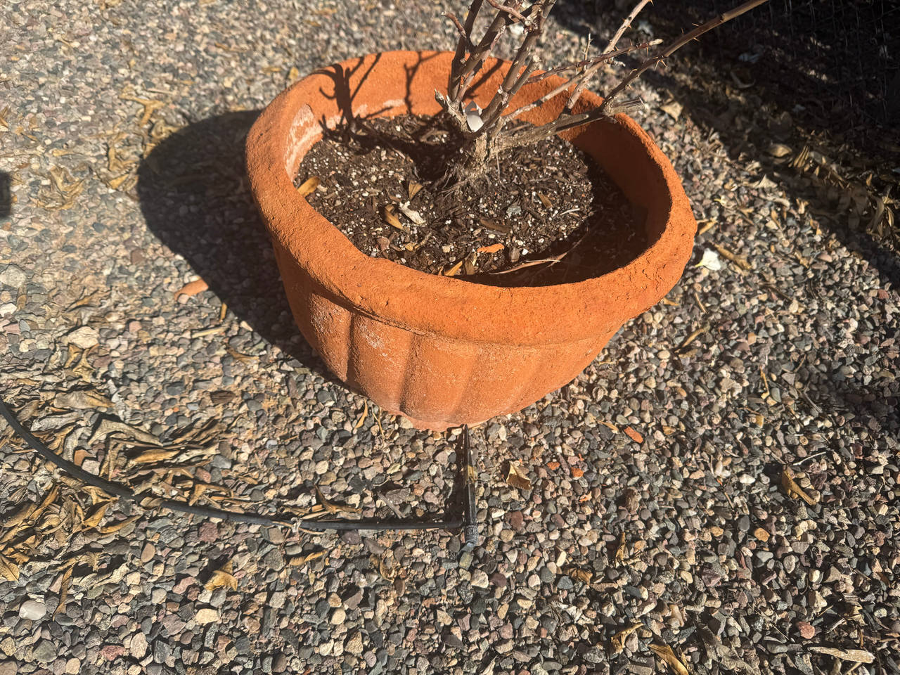 Terracotta Planter Pot