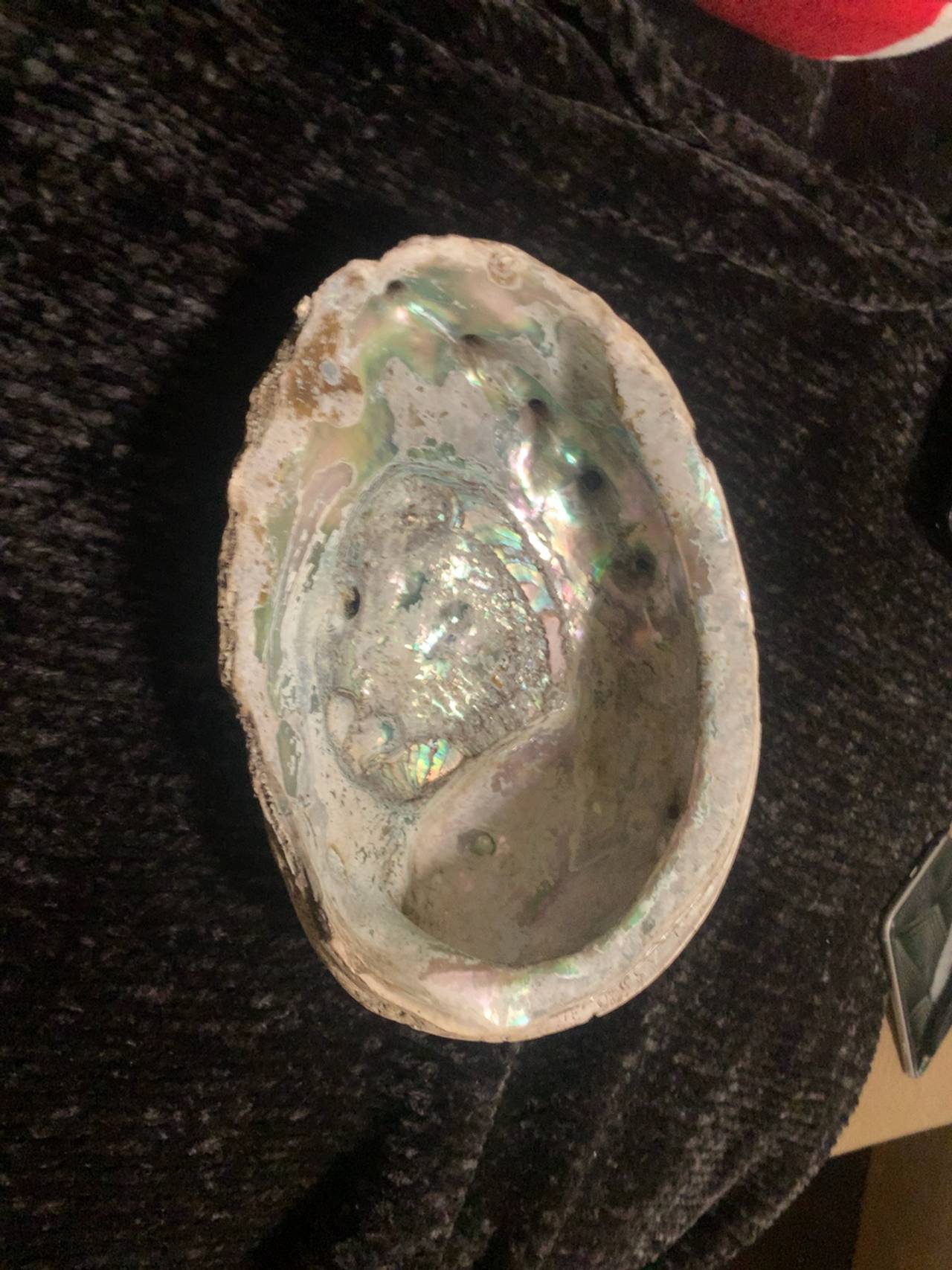 Natural Iridescent Abalone Shell