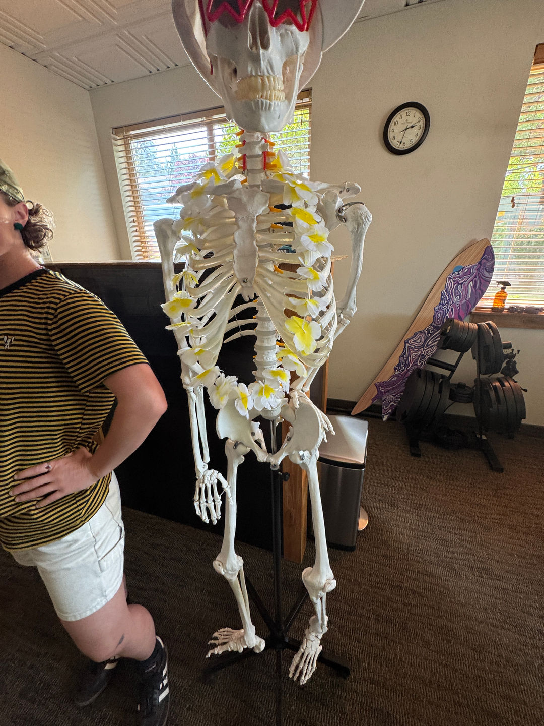 Life Size Human Skeleton Model