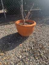 Terracotta Planter Pot - Image 2