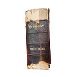 Vitalogy Large 1909 Home Health Human Anatomy Antique Hardcover - Image 5