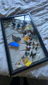 Framed REAL Butterfly Display - Image 2