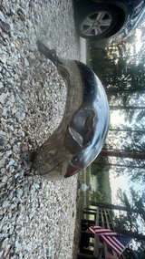 FMF Factory Fatty Pipe for 2 stroke dirtbike  - Image 3