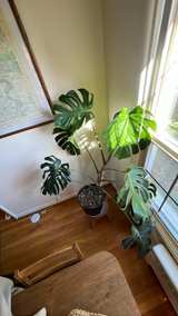 Large Monstera Deliciosa Houseplant with 12" Pot - Image 3