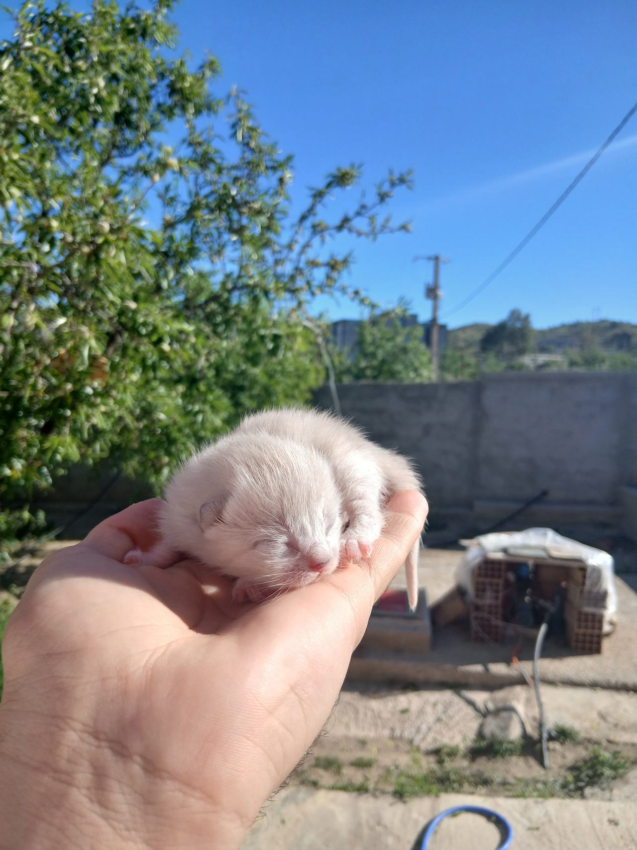Newborn Kitten