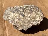 Stromatolite Fossil Specimen - Image 4