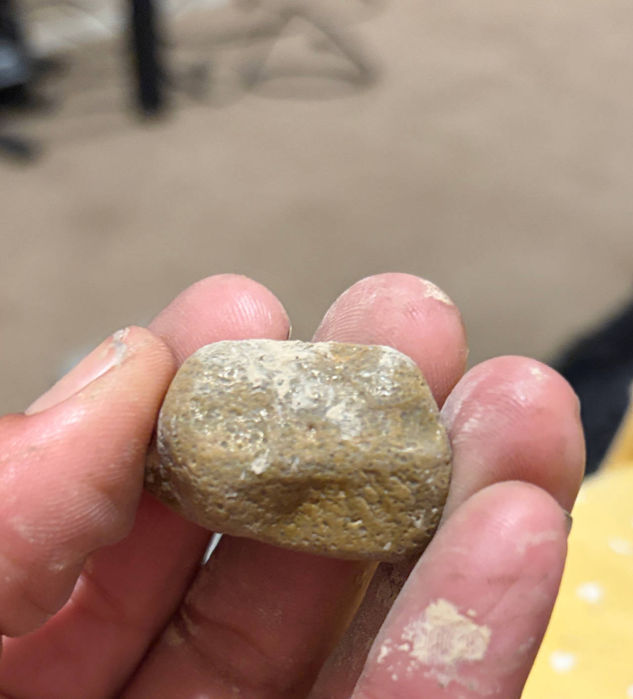Fossilized Coral Specimen
