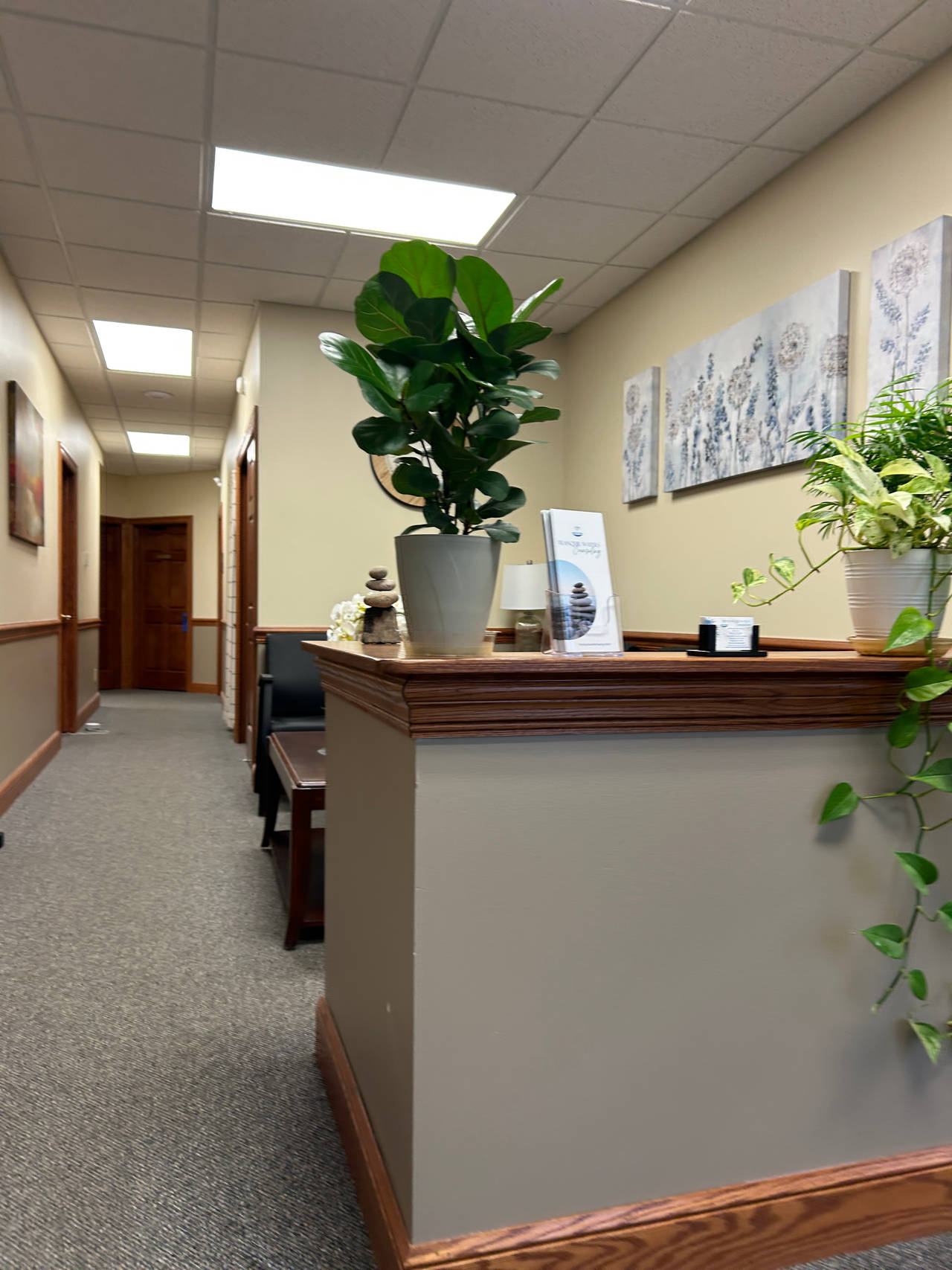 Fiddle Leaf Fig Plant