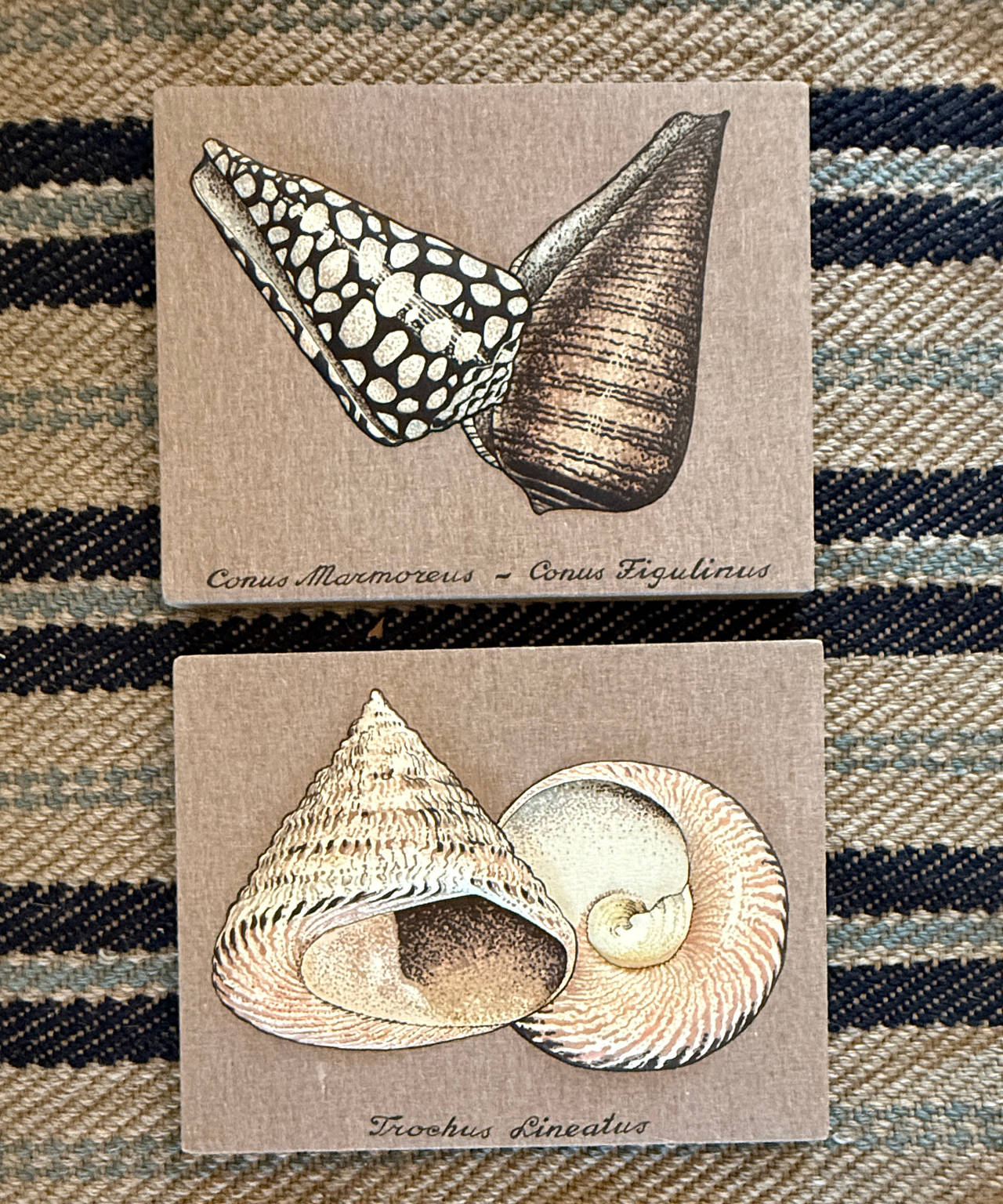 Vintage 3D Fabric Seashell Botanical Wall Art Set
