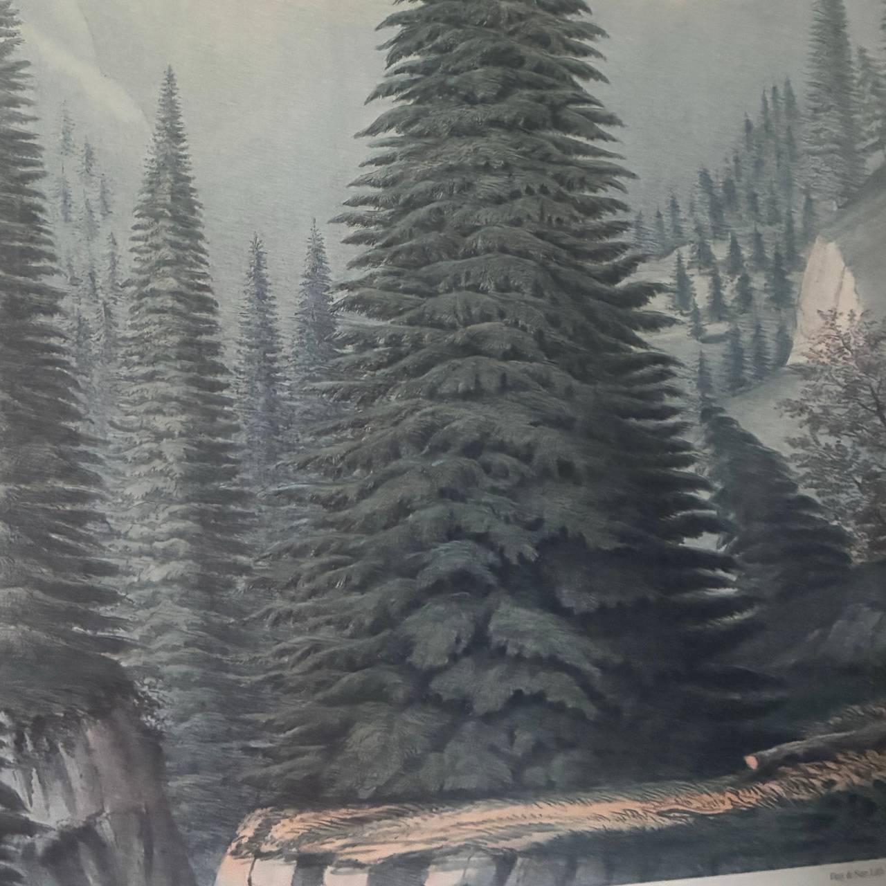 Antique Picea Bracteata Botanical Lithograph by W. Richardson