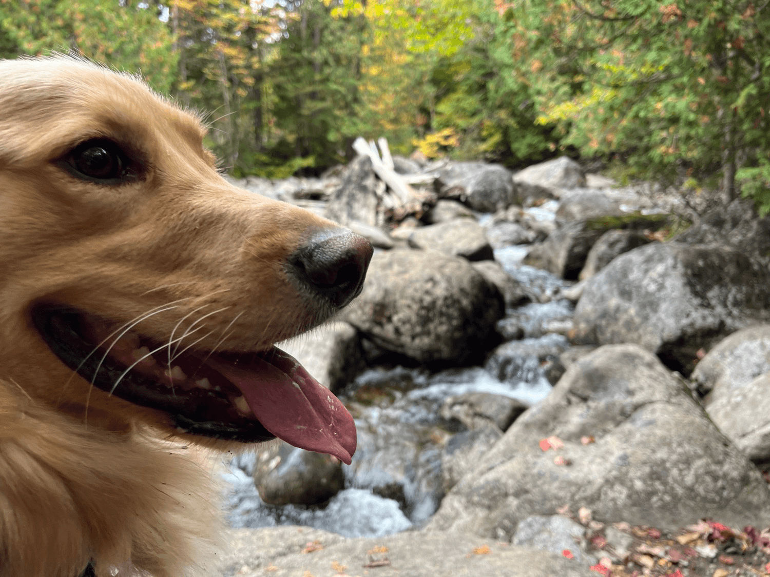 Dog with a stream in the background.