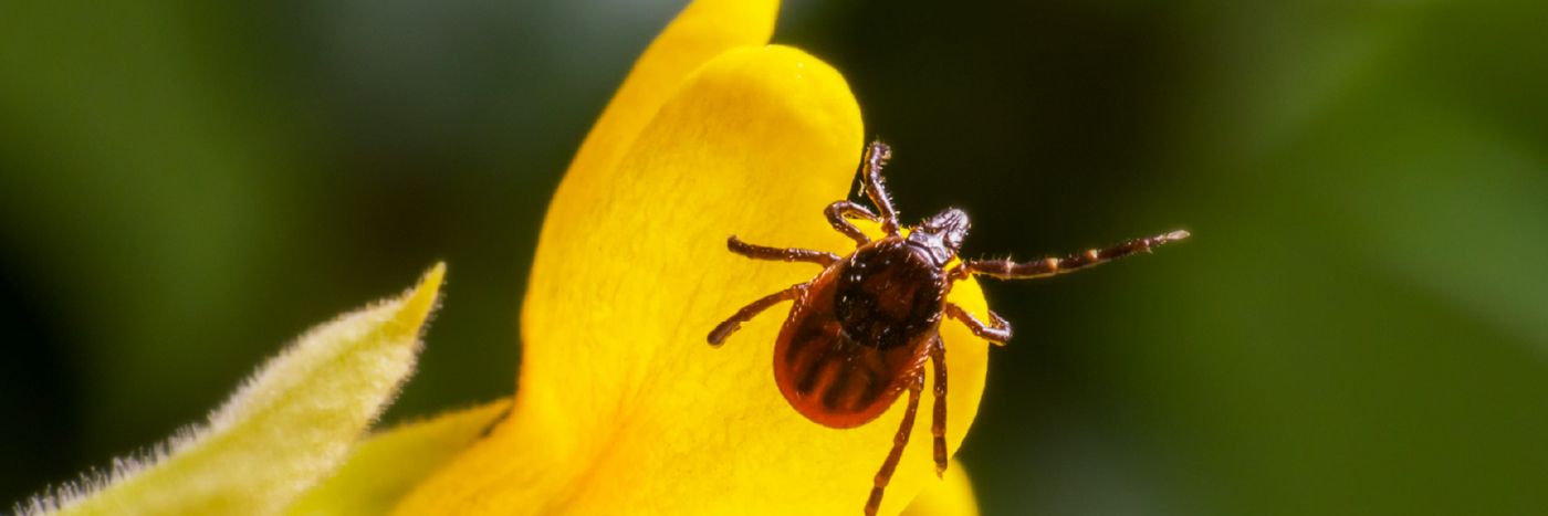 Poli-Ticks: Living a Politically Disease-Free Life